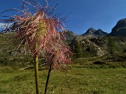 16 Pulsatilla alpina in avanzata fruttescenza con vista verso il Pizzo del Diavolo